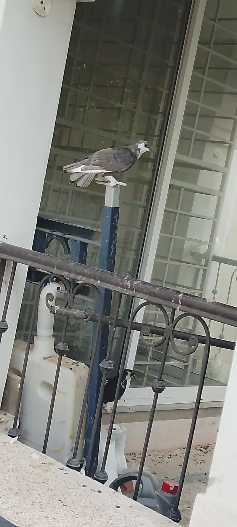pigeons at sale — photo 3