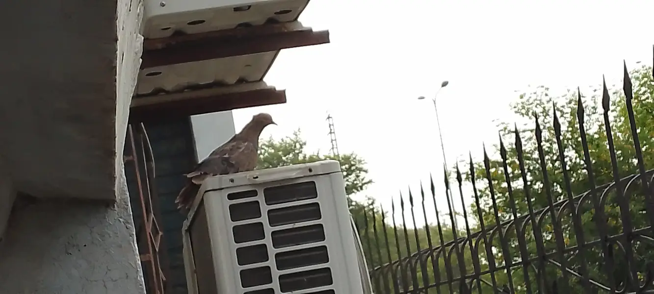 pigeons at sale — photo 4