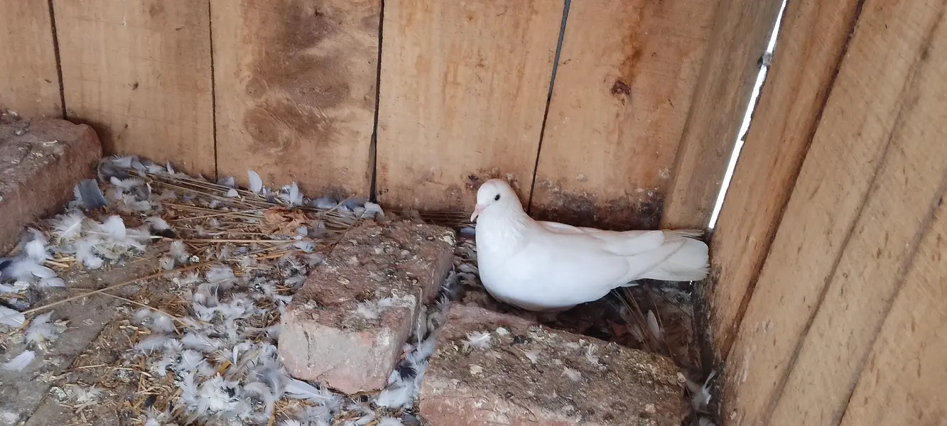 pigeons at sale — photo 5