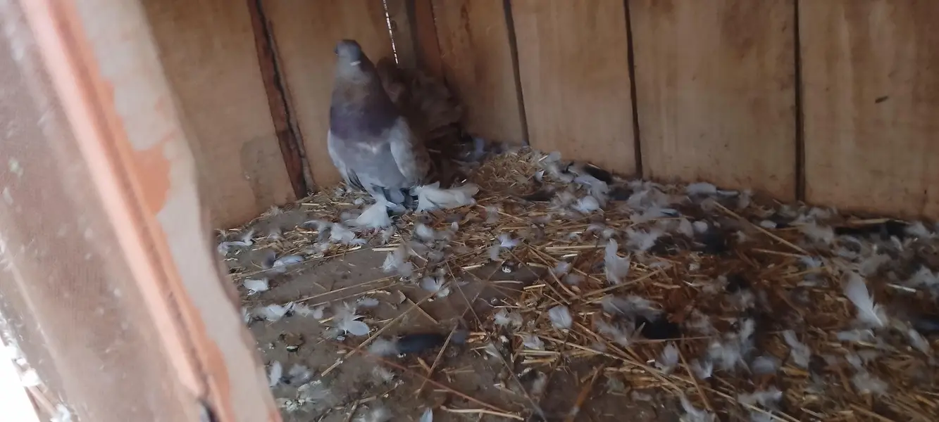 pigeons at sale — photo 6