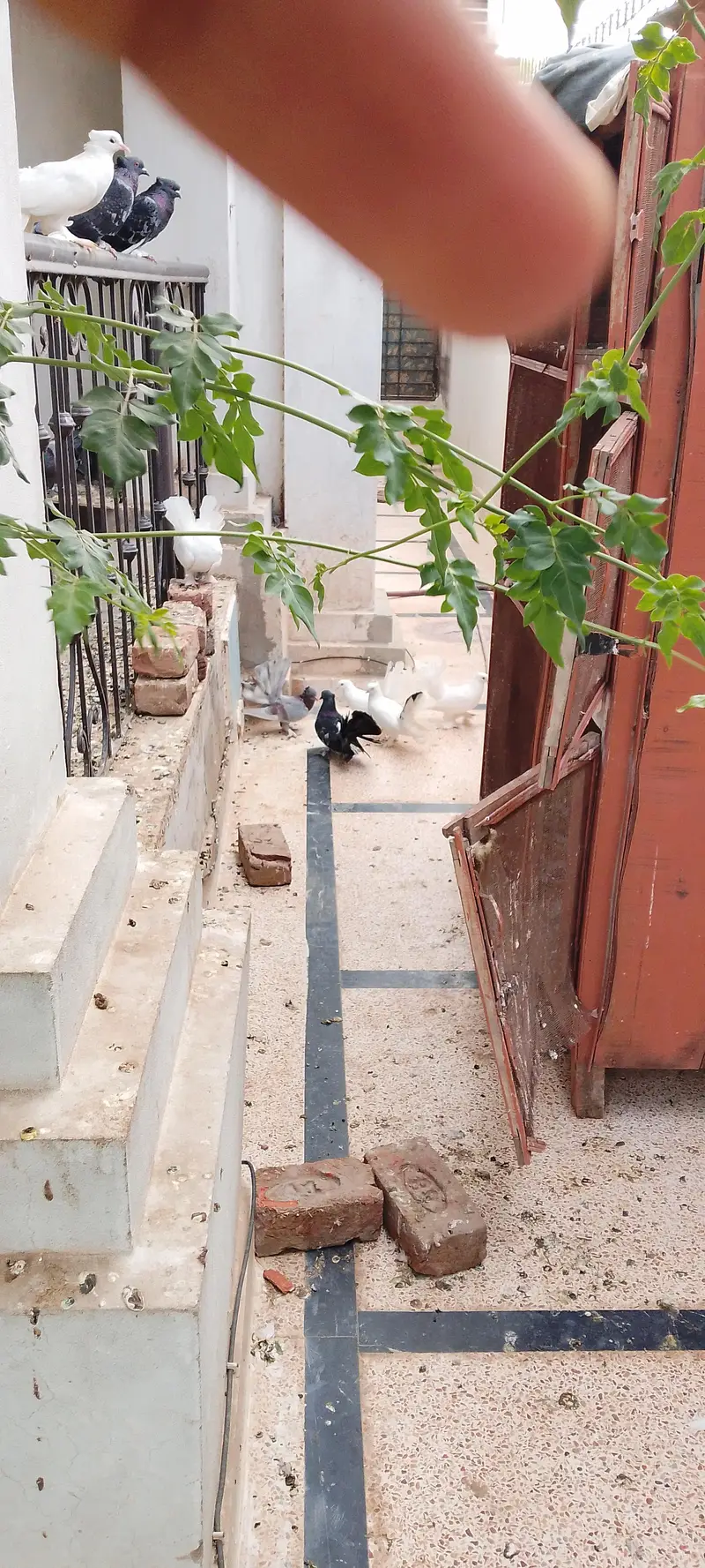 pigeons at sale — photo 7