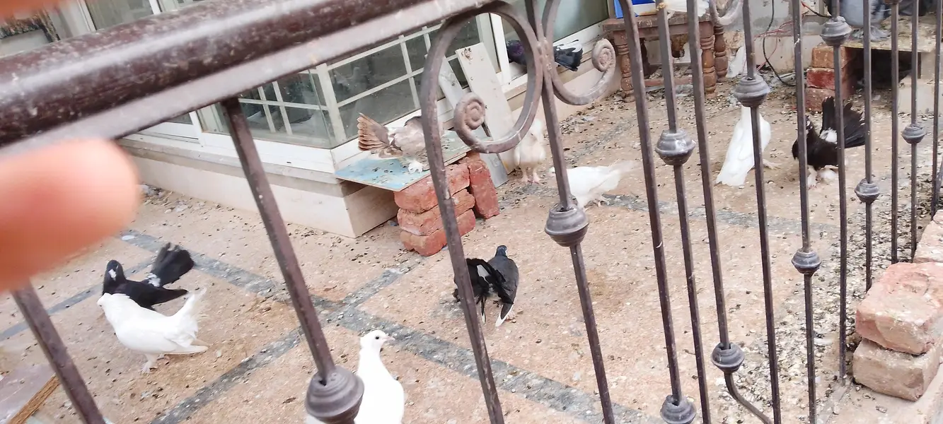 pigeons at sale — photo 8