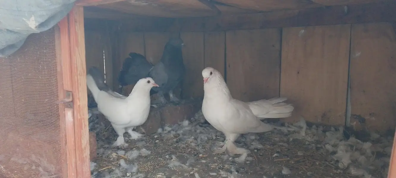 pigeons at sale — photo 9