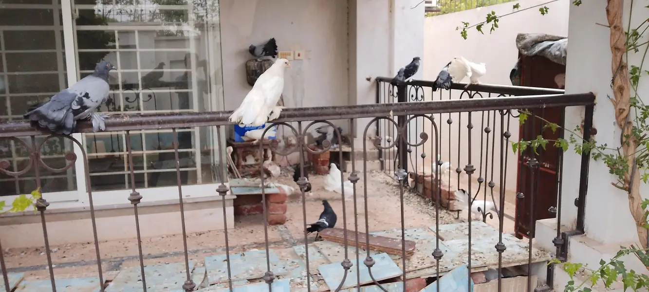 pigeons at sale — photo 10
