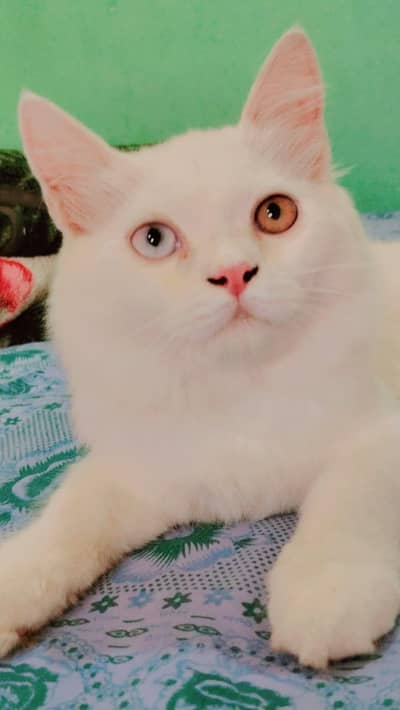 Persian Pair Triple Coated