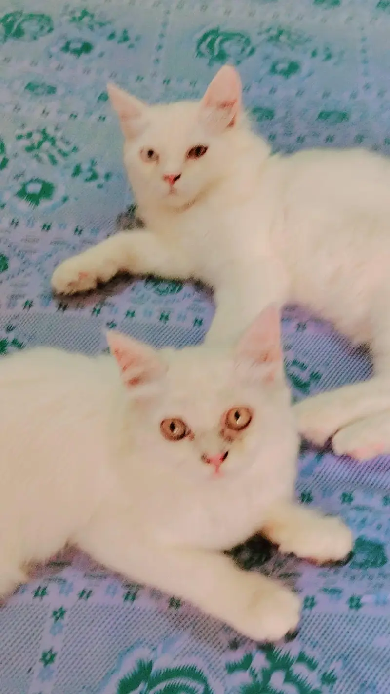 Persian Pair Triple Coated — photo 3