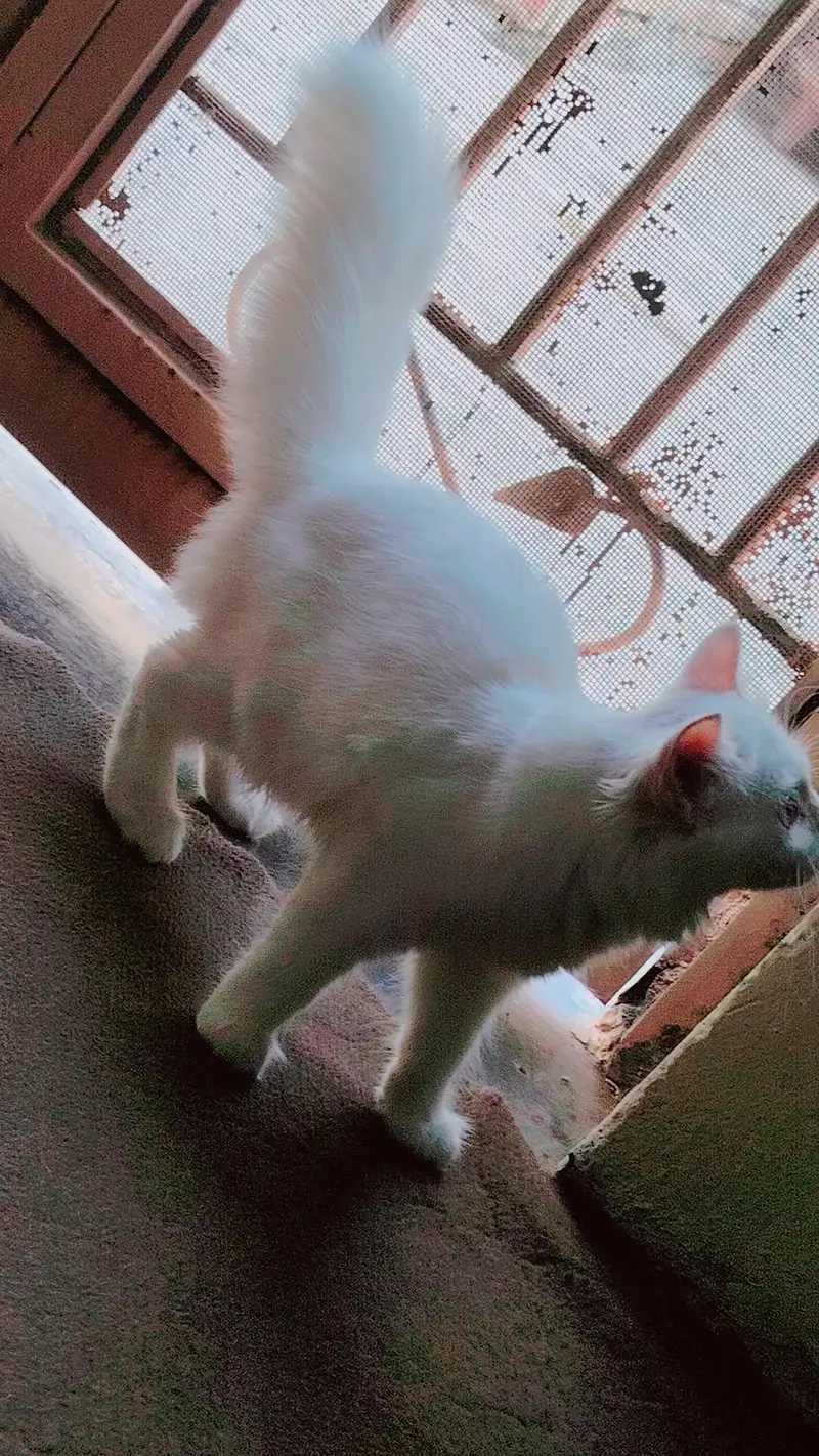 Persian Pair Triple Coated — photo 5