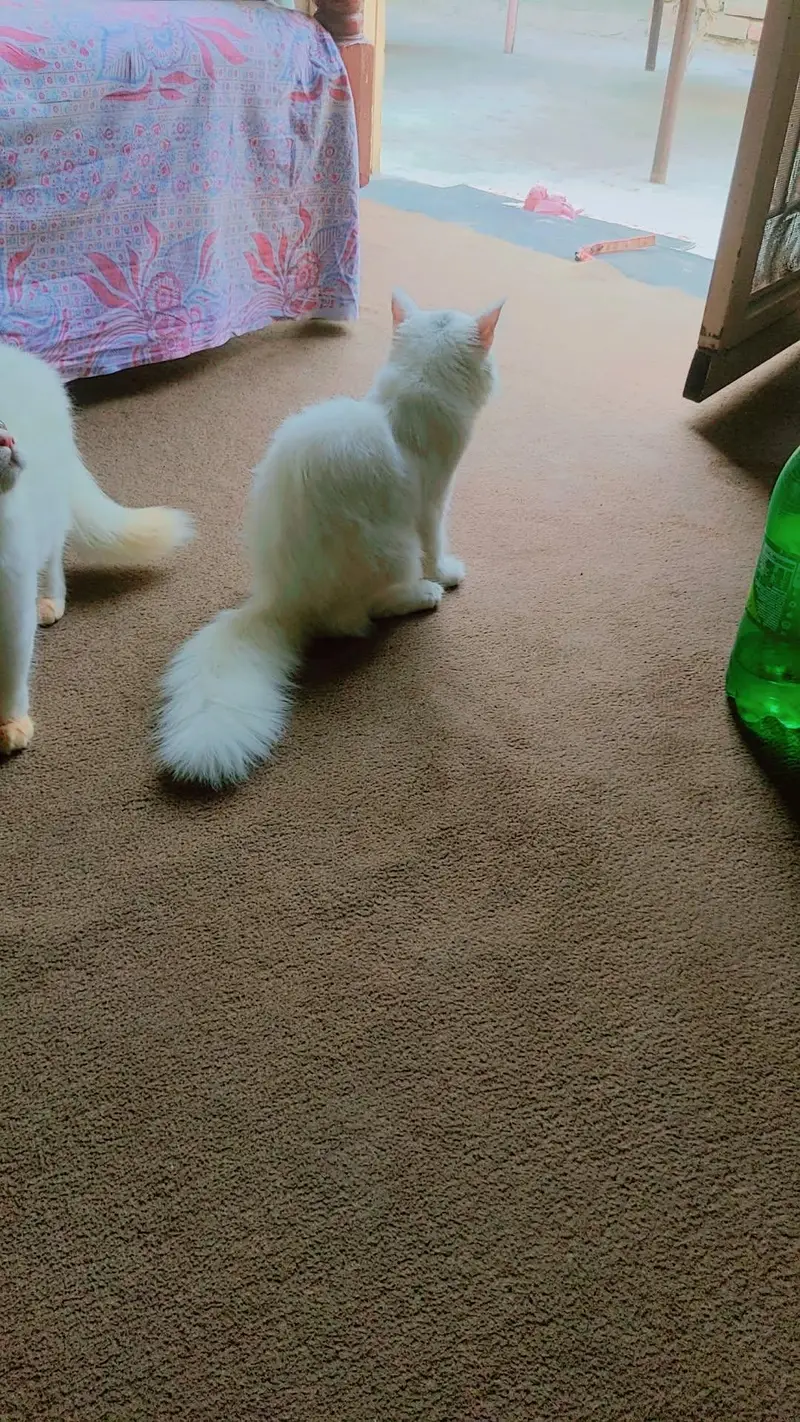 Persian Pair Triple Coated — photo 6
