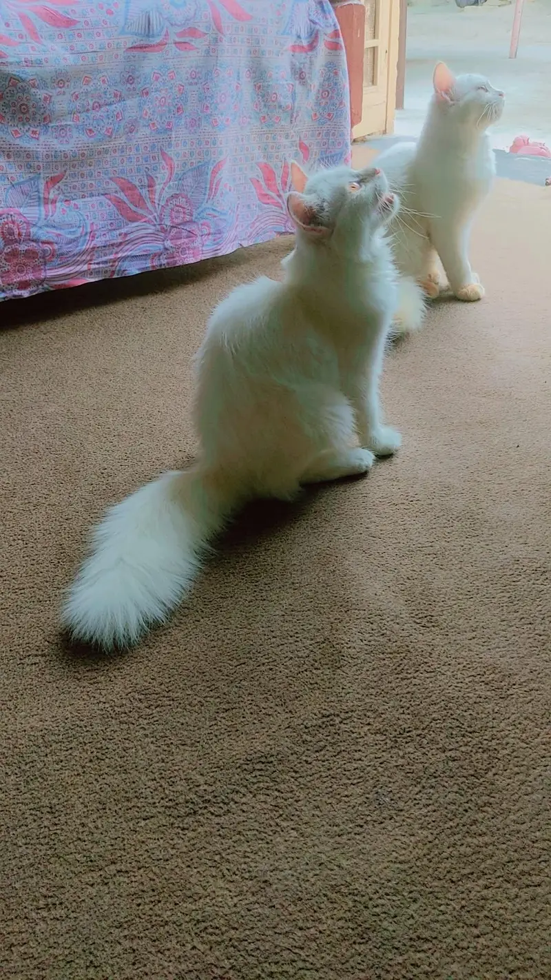 Persian Pair Triple Coated — photo 8