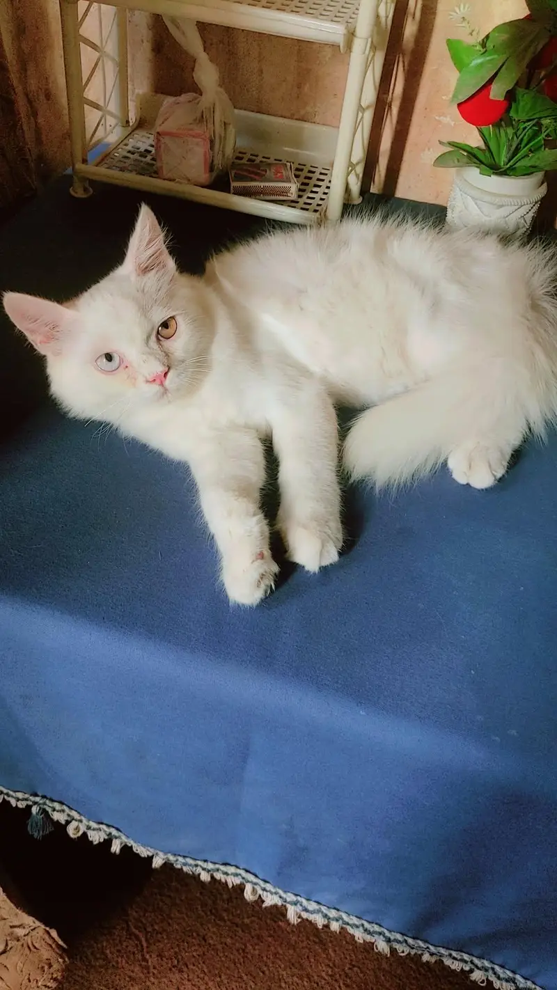 Persian Pair Triple Coated — photo 9