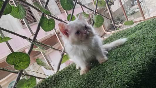Pure Persian Semi Punch Face Blue Eye Kitten/Cat