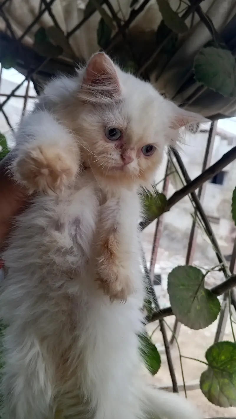 Pure Persian Semi Punch Face Blue Eye Kitten/Cat — photo 2
