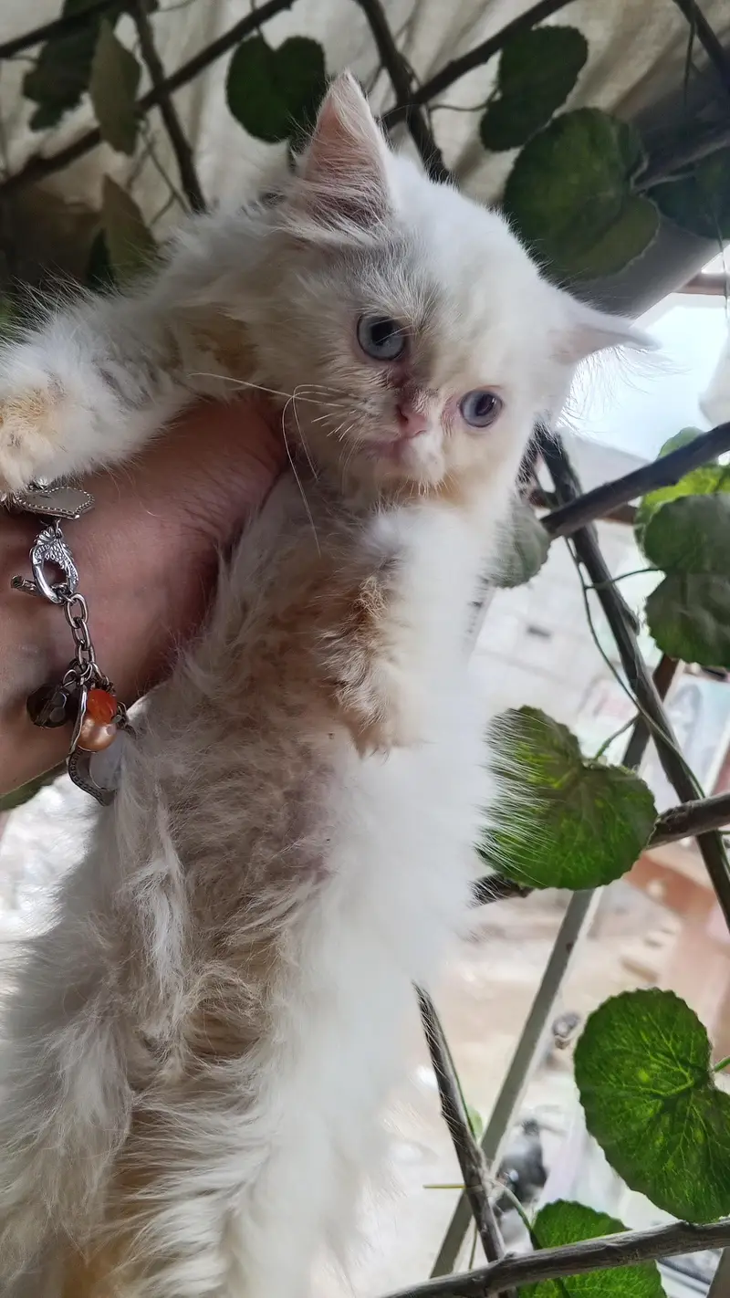 Pure Persian Semi Punch Face Blue Eye Kitten/Cat — photo 3