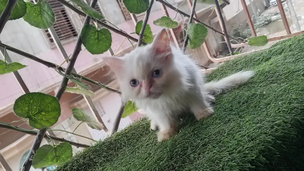 Pure Persian Semi Punch Face Blue Eye Kitten/Cat — photo 4