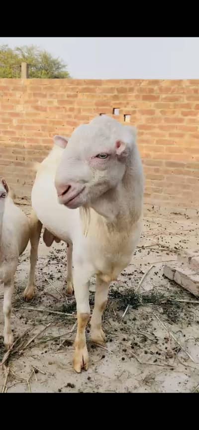Russian Teddy breader Bakra