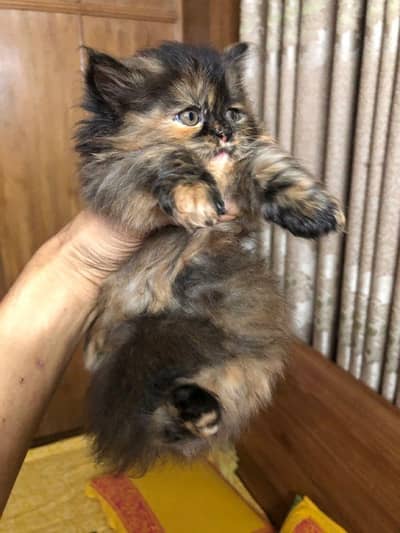 3 Months Female Persian Cat for Sale | Fully Trained | Sargodha
