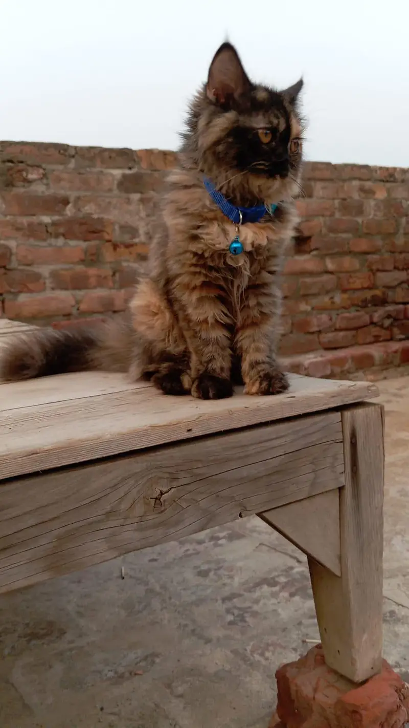 3 Months Female Persian Cat for Sale | Fully Trained | Sargodha — photo 2