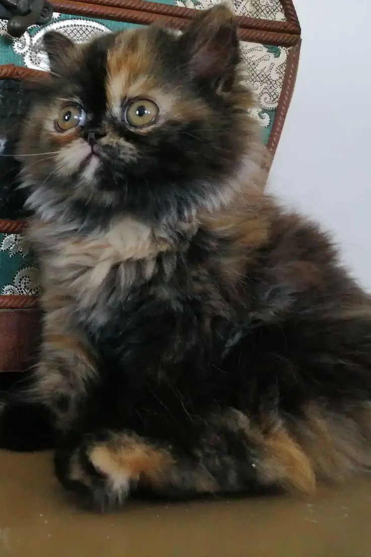 3 Months Female Persian Cat for Sale | Fully Trained | Sargodha — photo 3