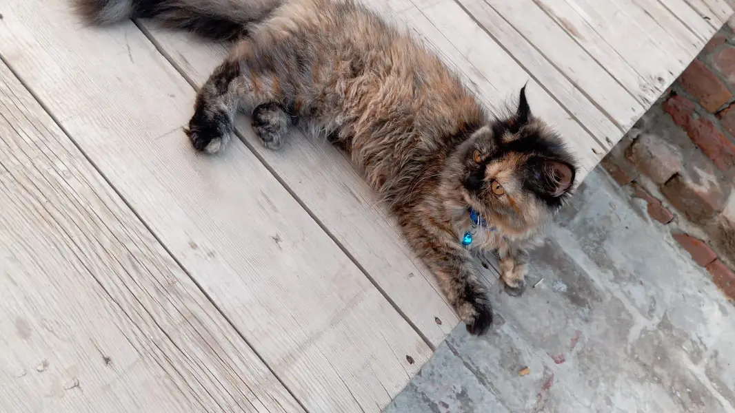 3 Months Female Persian Cat for Sale | Fully Trained | Sargodha — photo 4