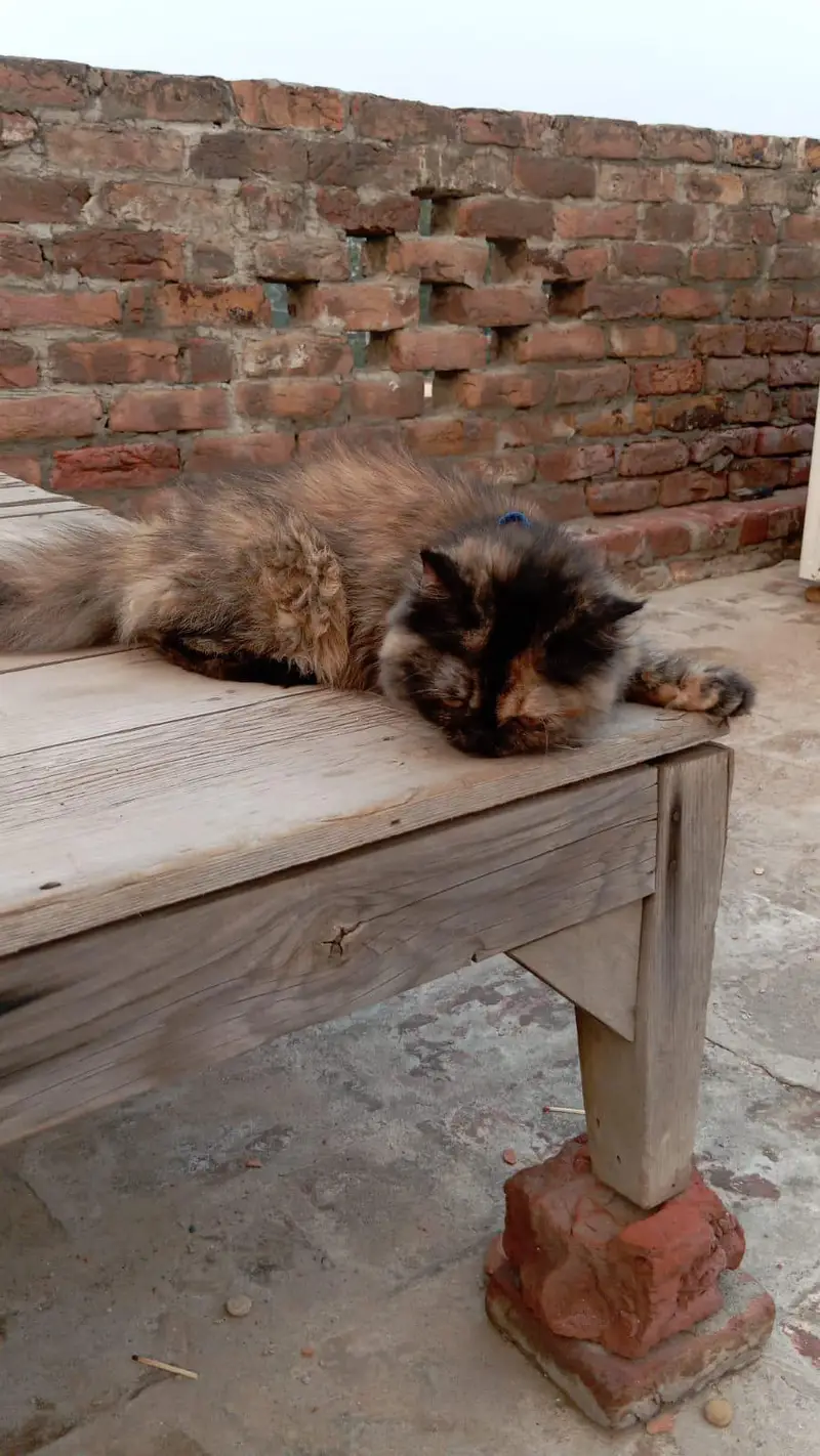 3 Months Female Persian Cat for Sale | Fully Trained | Sargodha — photo 5
