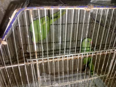 parrots content 03091225120 is par col kara