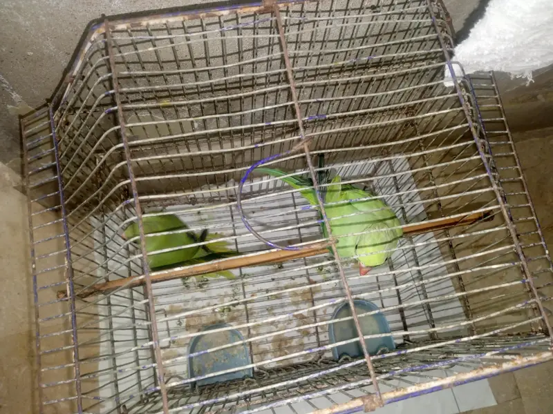 parrots content 03091225120 is par col kara — photo 2