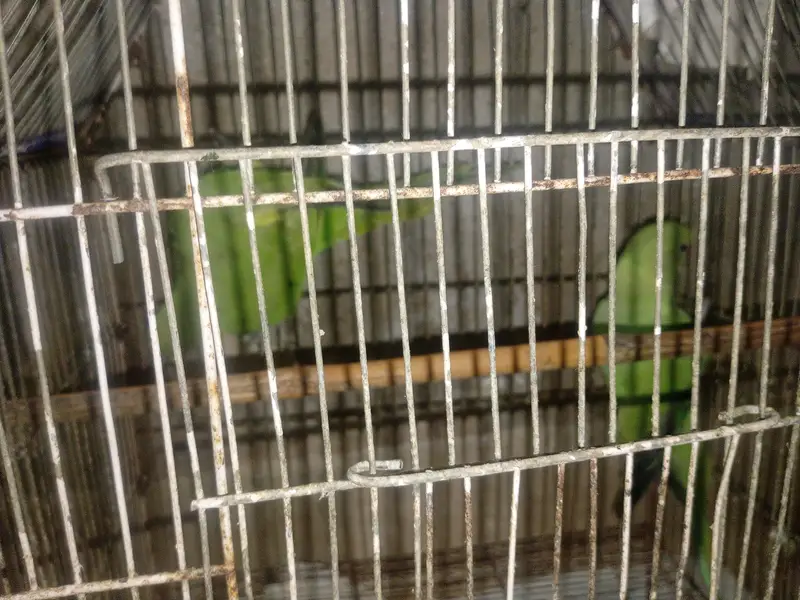 parrots content 03091225120 is par col kara — photo 3
