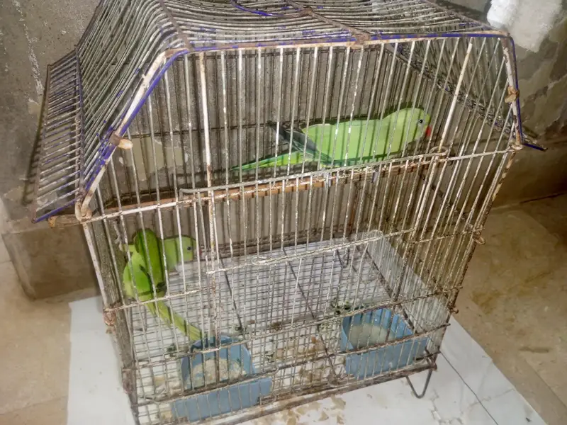 parrots content 03091225120 is par col kara — photo 4