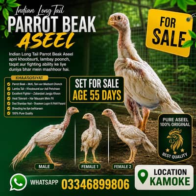 Parrot Beak chicks