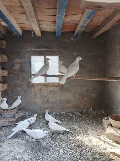 Doves for sale