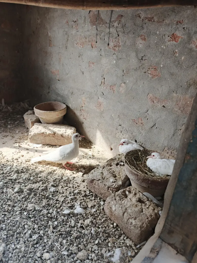 Doves for sale — photo 2