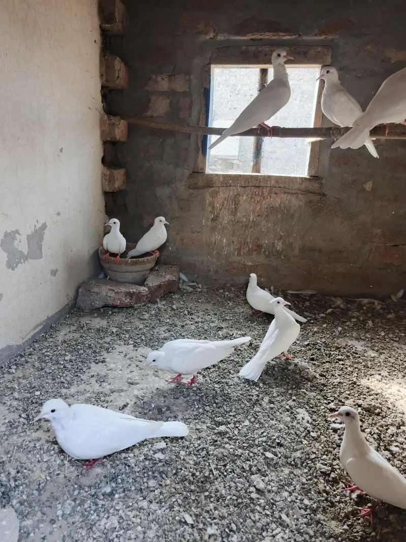 Doves for sale — photo 3