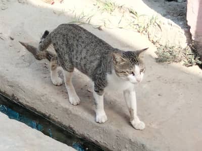 A cat for sale