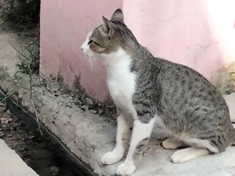 A cat for sale — photo 2