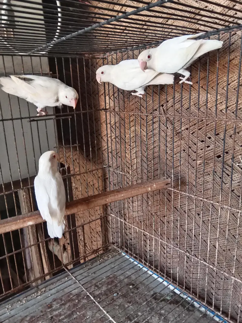 4×600=2400 . red eyes lovebirds . 03330031118 Whatsapp number — photo 2