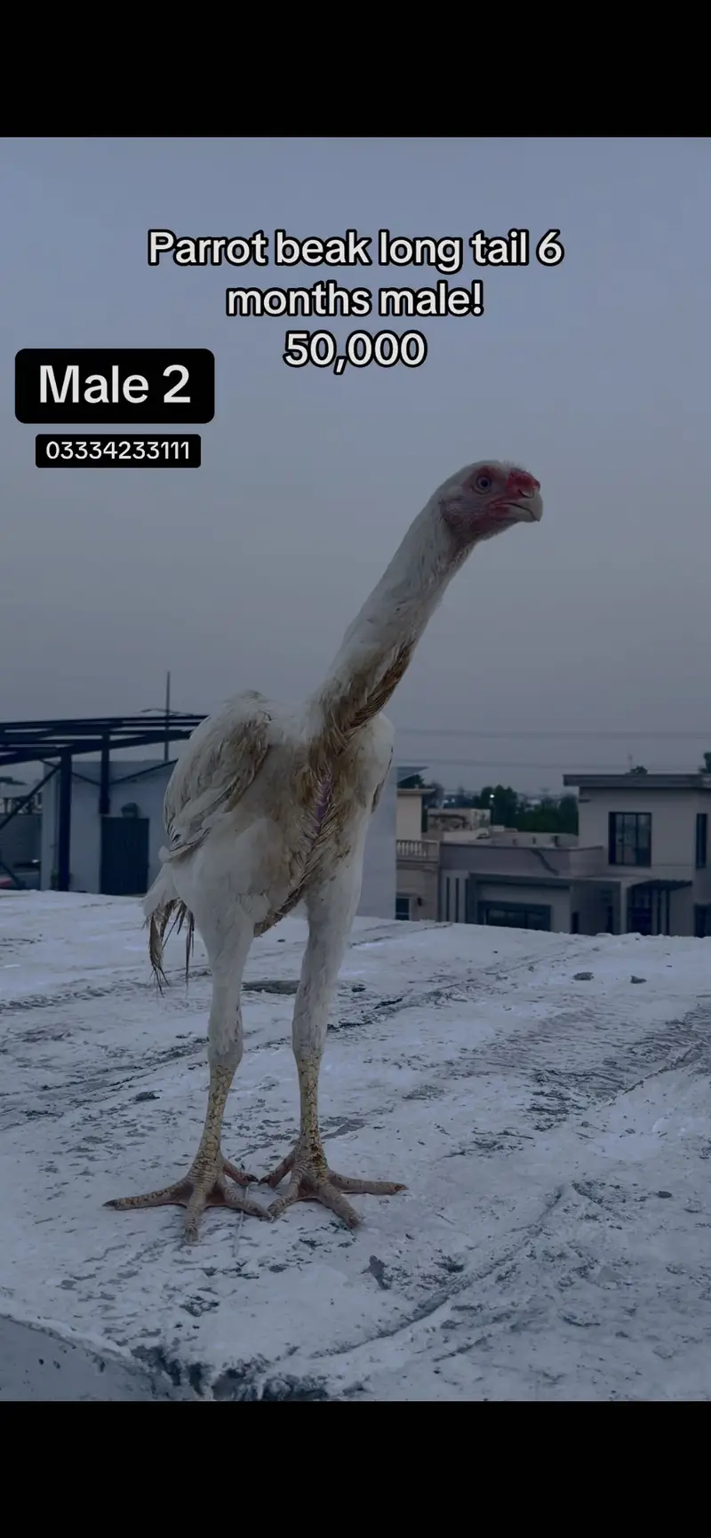 Parrot beak long tail aseel pathay pathiyan — photo 3