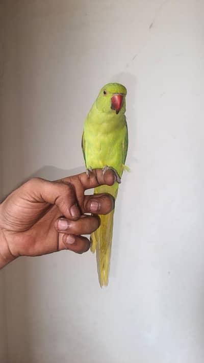 Green Parrot
