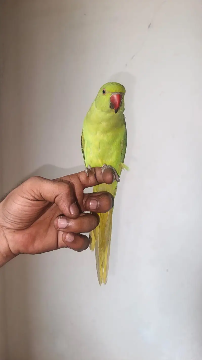 Green Parrot — photo 6