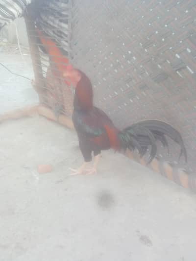 narmal