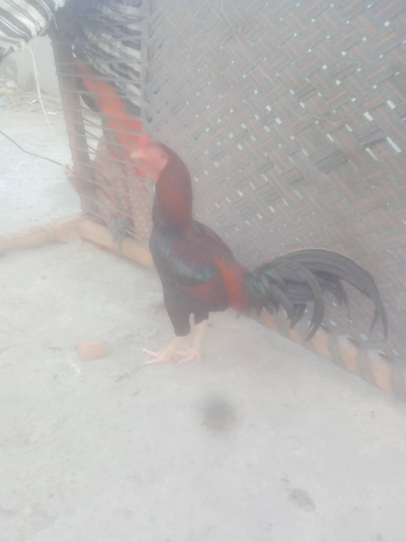 narmal 0