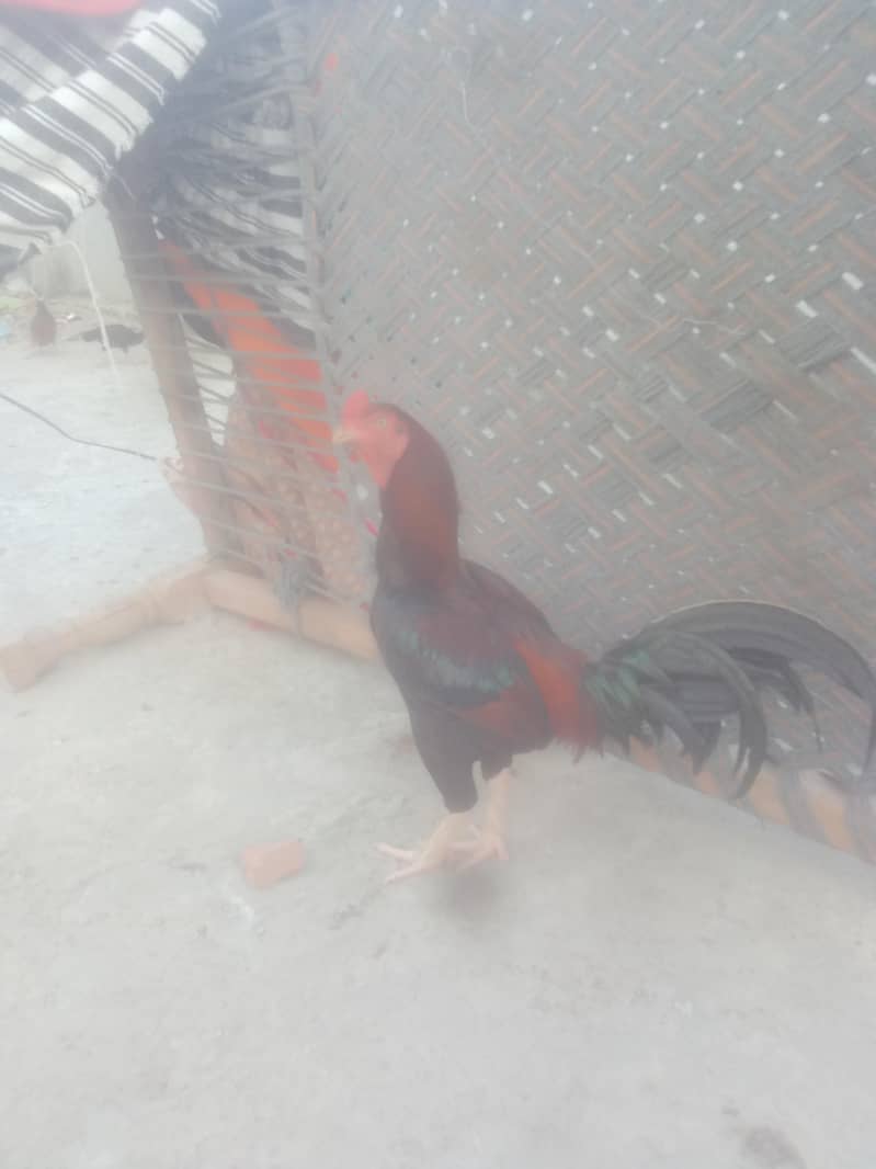 narmal 1
