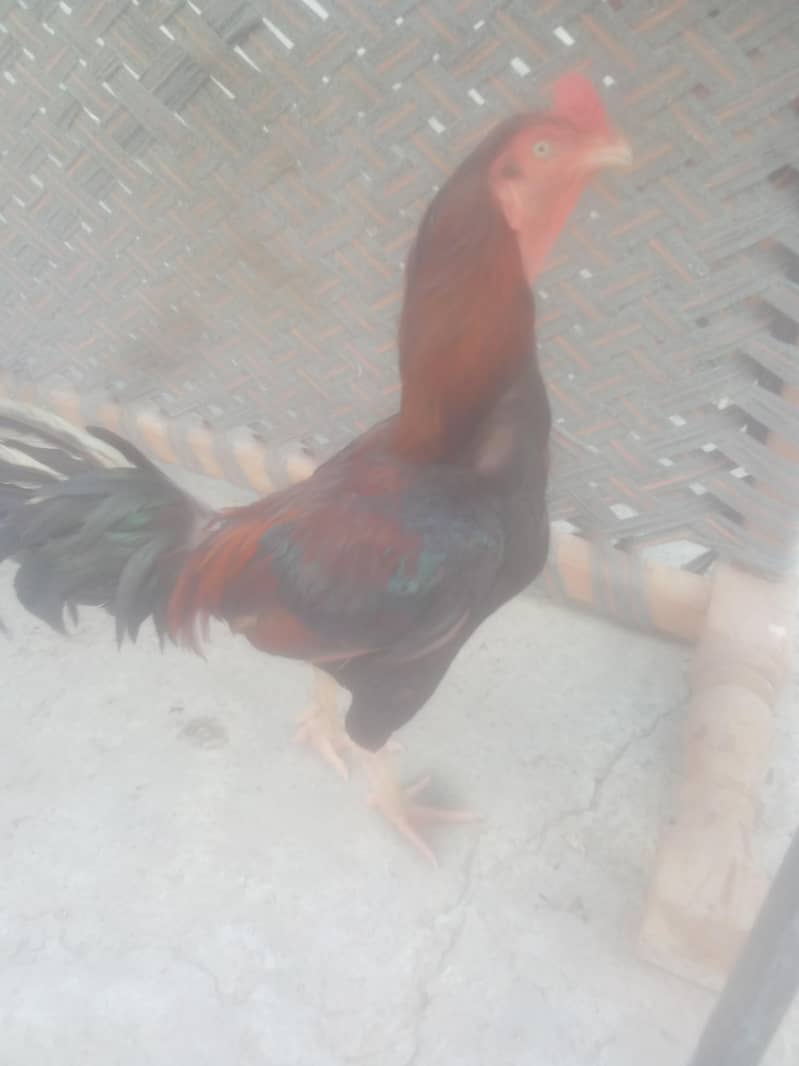 narmal 2