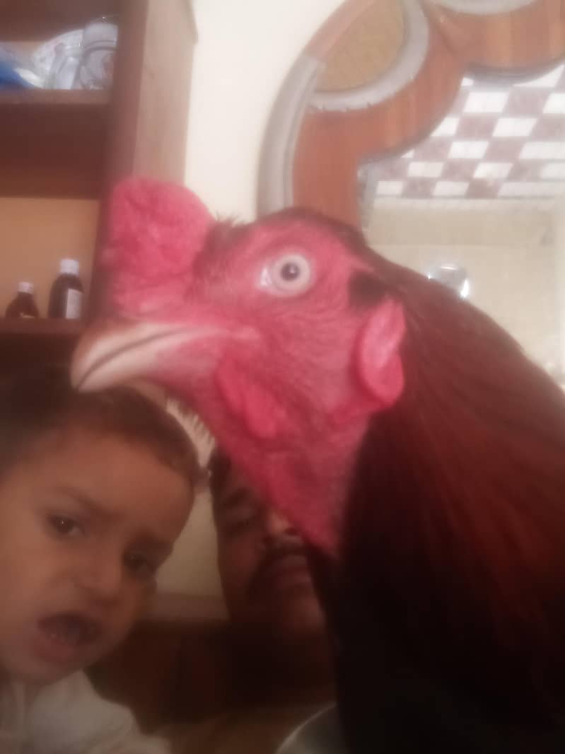narmal 4