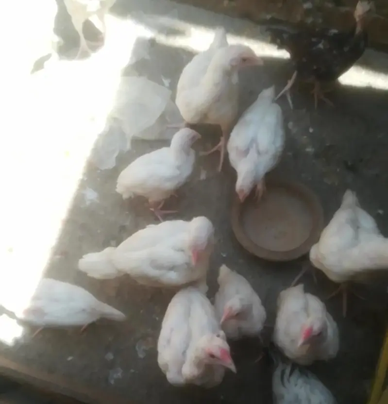 heera aseel — photo 3