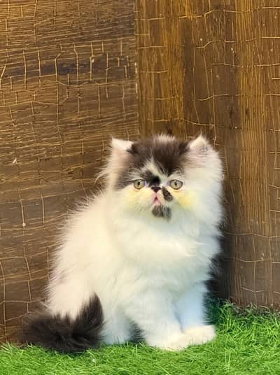Persian kittens triple coat for sale contact whatsap 03716930454