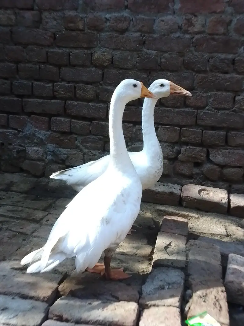 White ducks Domestic Geese