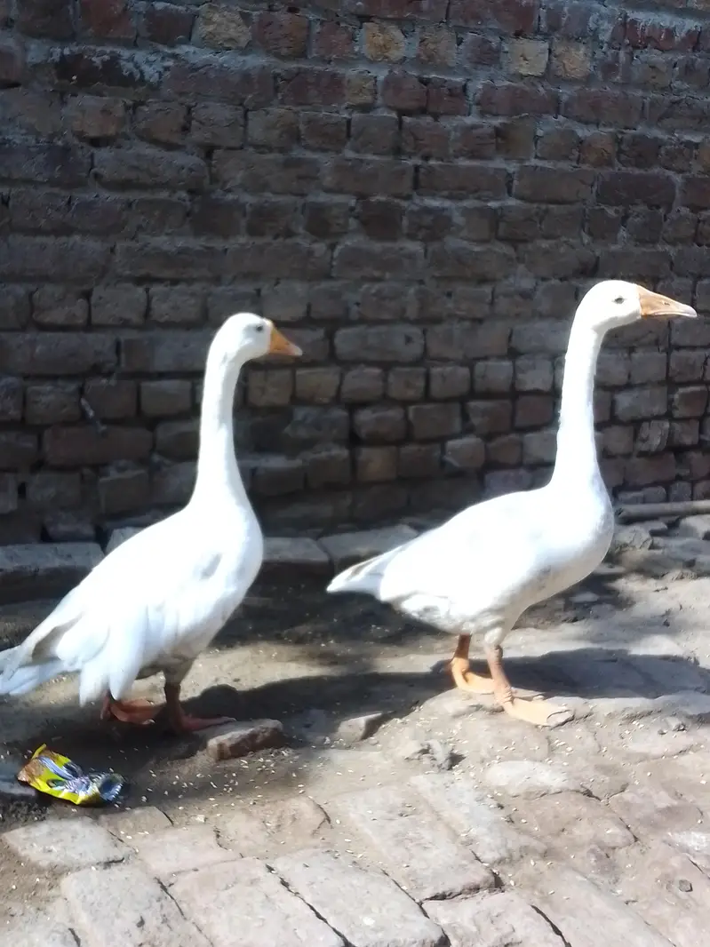 White ducks Domestic Geese — photo 2