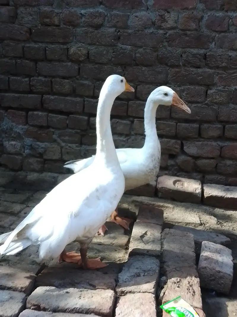 White ducks Domestic Geese — photo 3