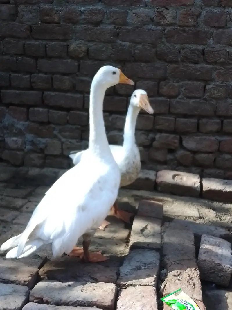 White ducks Domestic Geese — photo 4