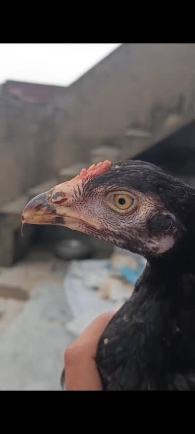 aseel chicks with background azadi deal